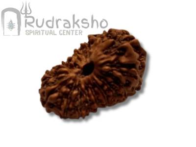 19 Mukhi Rudraksha from Indonesia